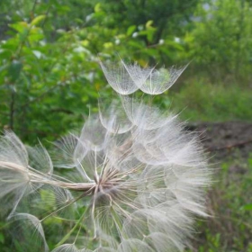 Dandelion