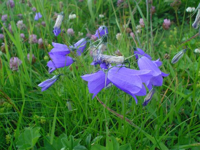 Flowers in the Alps
