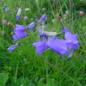 Flowers in the Alps