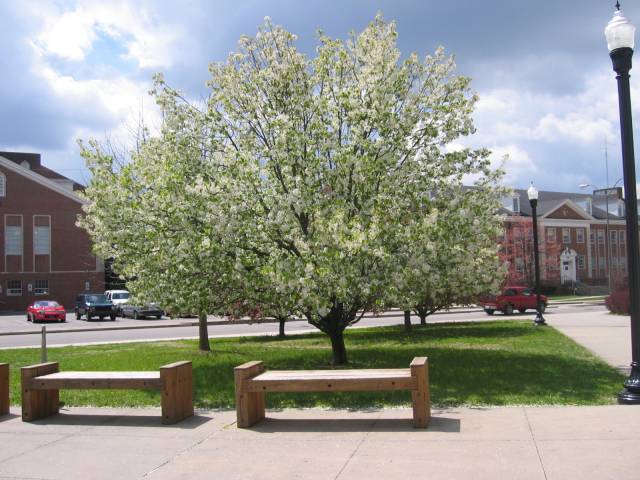 Spring tree in TN!
