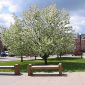 Spring tree in TN!