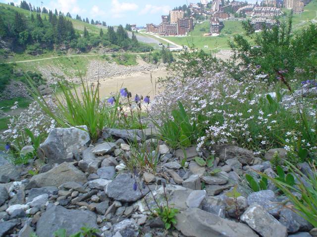 Flowers in The Alps 2