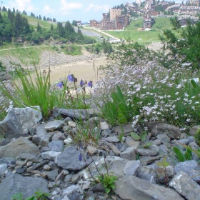 Flowers in The Alps 2