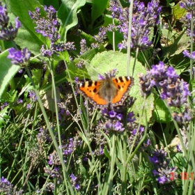 butterfly in lavender