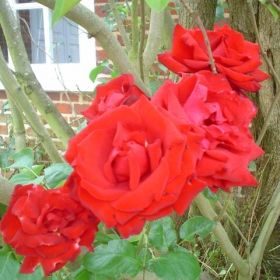 red roses