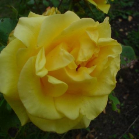 yellow rose