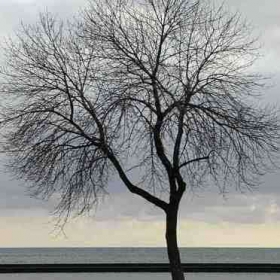 the lonely tree