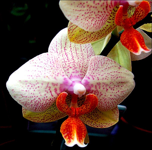 flowers (3)