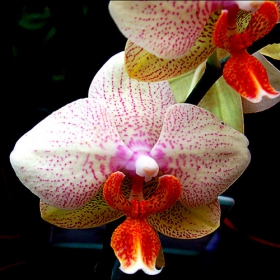 flowers (3)