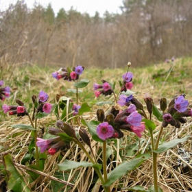 Flouers From The Forest