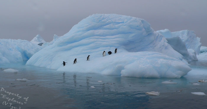 Penguins
