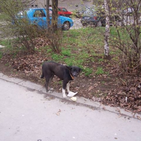 турски дюнер за песа