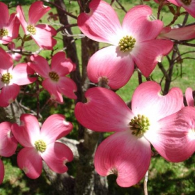 Spring Flowers in Tennessee