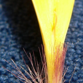 A leaf