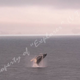 Humpback whale in Antarctica