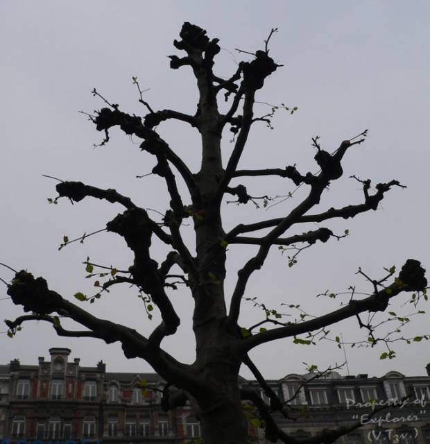 ... a tree