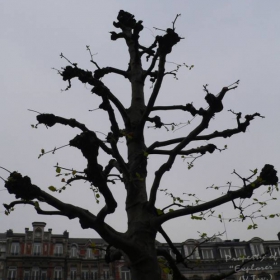 ... a tree