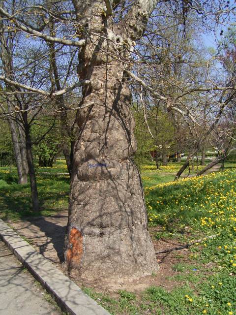 tree1