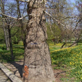 tree1