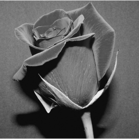 black rose