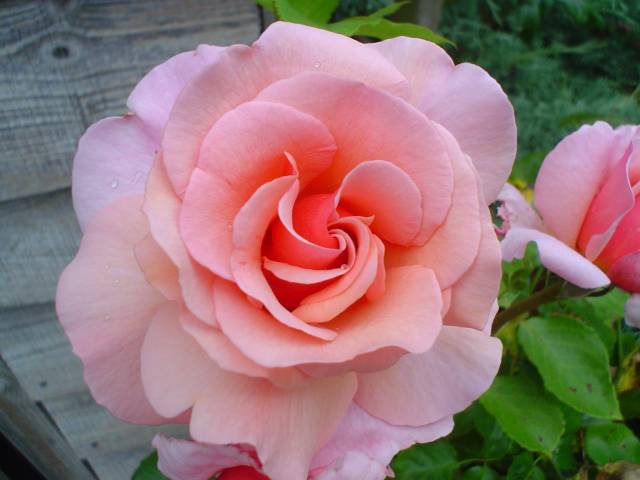 Pink Rose