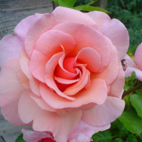 Pink Rose