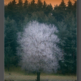 ice embracement
