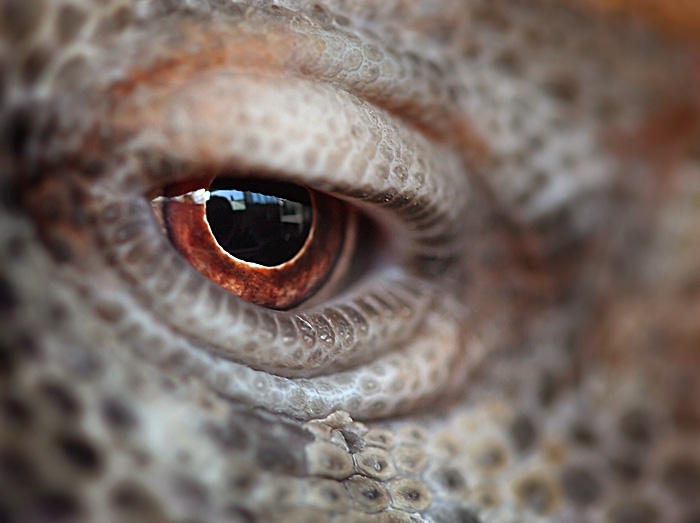 . Devil . Eye .