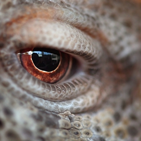 . Devil . Eye .