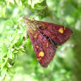 A very small butterfly we found in the greenhouse