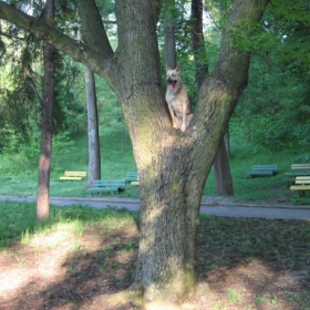 kuche katerica
