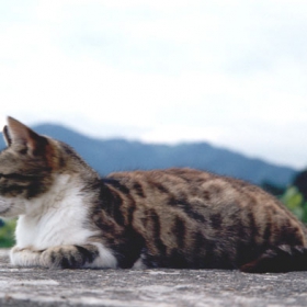 Mountain Cat