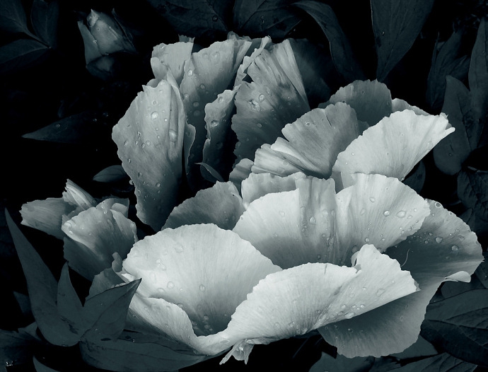 Moon  flower 3