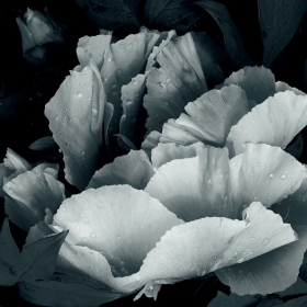 Moon  flower 3