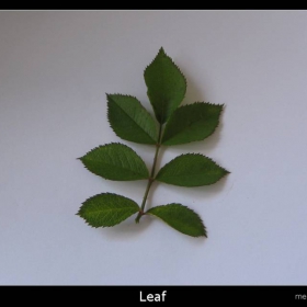 leaf