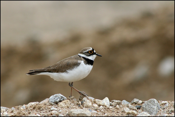 Речен дъждосвирец (Charadrius dubius)