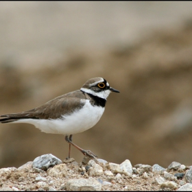 Речен дъждосвирец (Charadrius dubius)