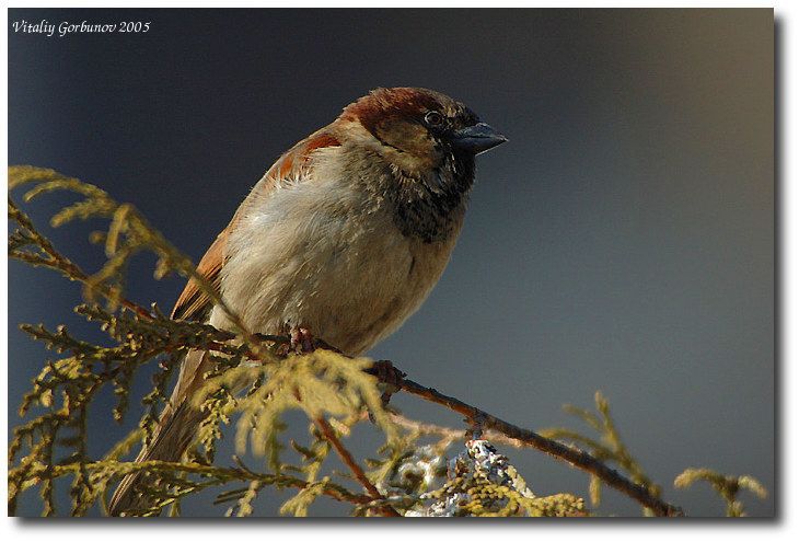 Sparrow