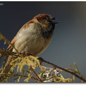 Sparrow
