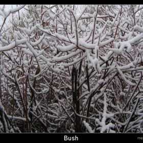 bush