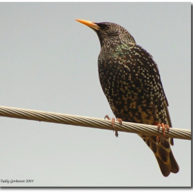 Starling