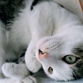 MOTI