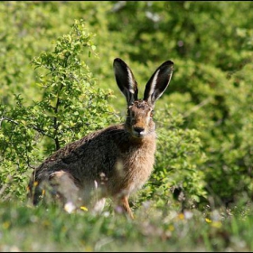 Lepus capensis