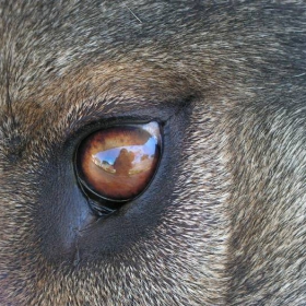 Dog's eye