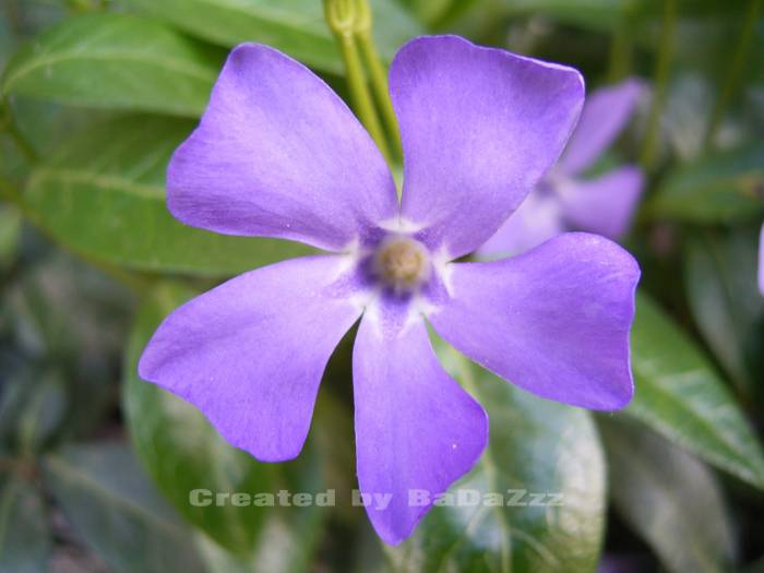 purple_flow4