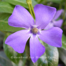 purple_flow4