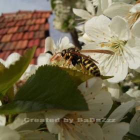 wasp