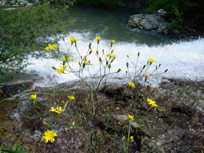 Водица