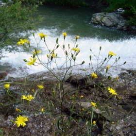 Водица
