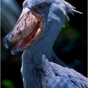 Shoebill